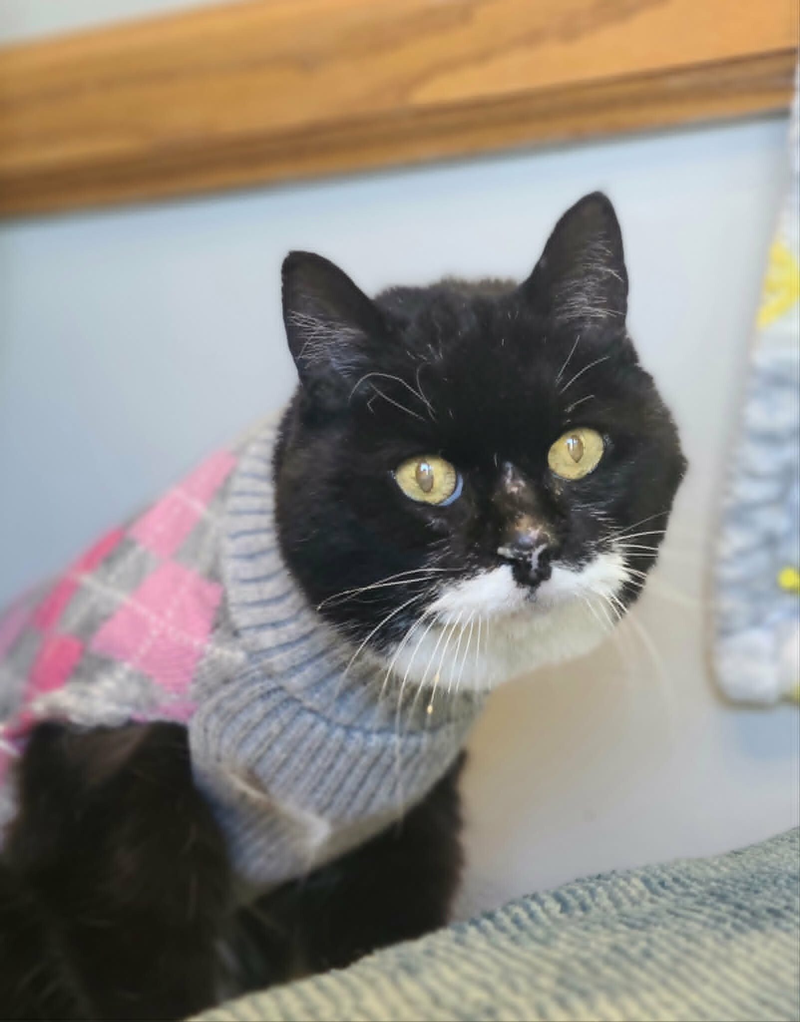 Picture of the Animal Listed